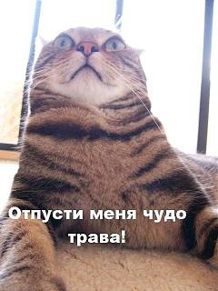 заводится и троит ужастно,глохнит не едит и ппц как сильно демит!-2_full.jpg