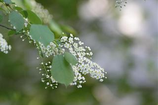 Какой фотик взять-2011.05.22_chg_walking_200mm_002.jpg