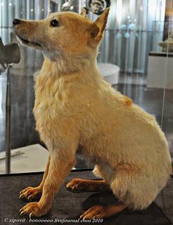 С ДНЕМ КОСМОНАВТИКИ!-strelka.jpg