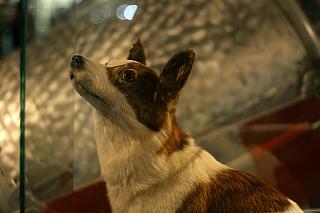 С ДНЕМ КОСМОНАВТИКИ!-belka-i-strelka.jpg