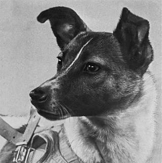 С ДНЕМ КОСМОНАВТИКИ!-laika.jpg