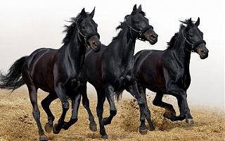 Наши Красавицы -frisky_three_blacks_animals_ultra_3840x2160_hd