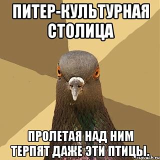 ПИТЕР есть кто живой?-golub_15334544_orig_.jpg
