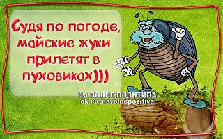 мир труд май-zhuki.jpg