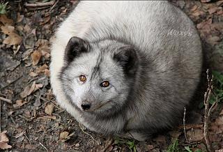 Форум подыхает?-polnyi-pesec.jpg