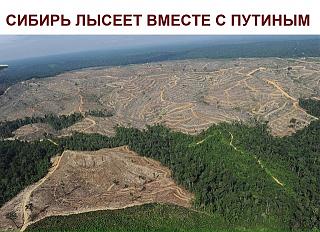 Выборы 2018-taiga.jpg